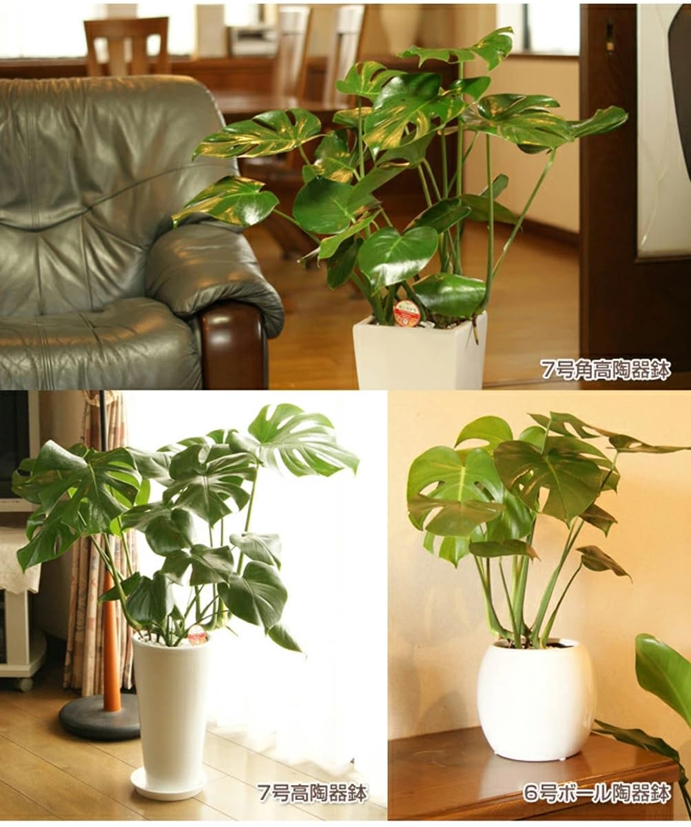 Amazon｜松村農園 観葉植物 モンステラ デリシオーサ 本物 5号 赤 丸